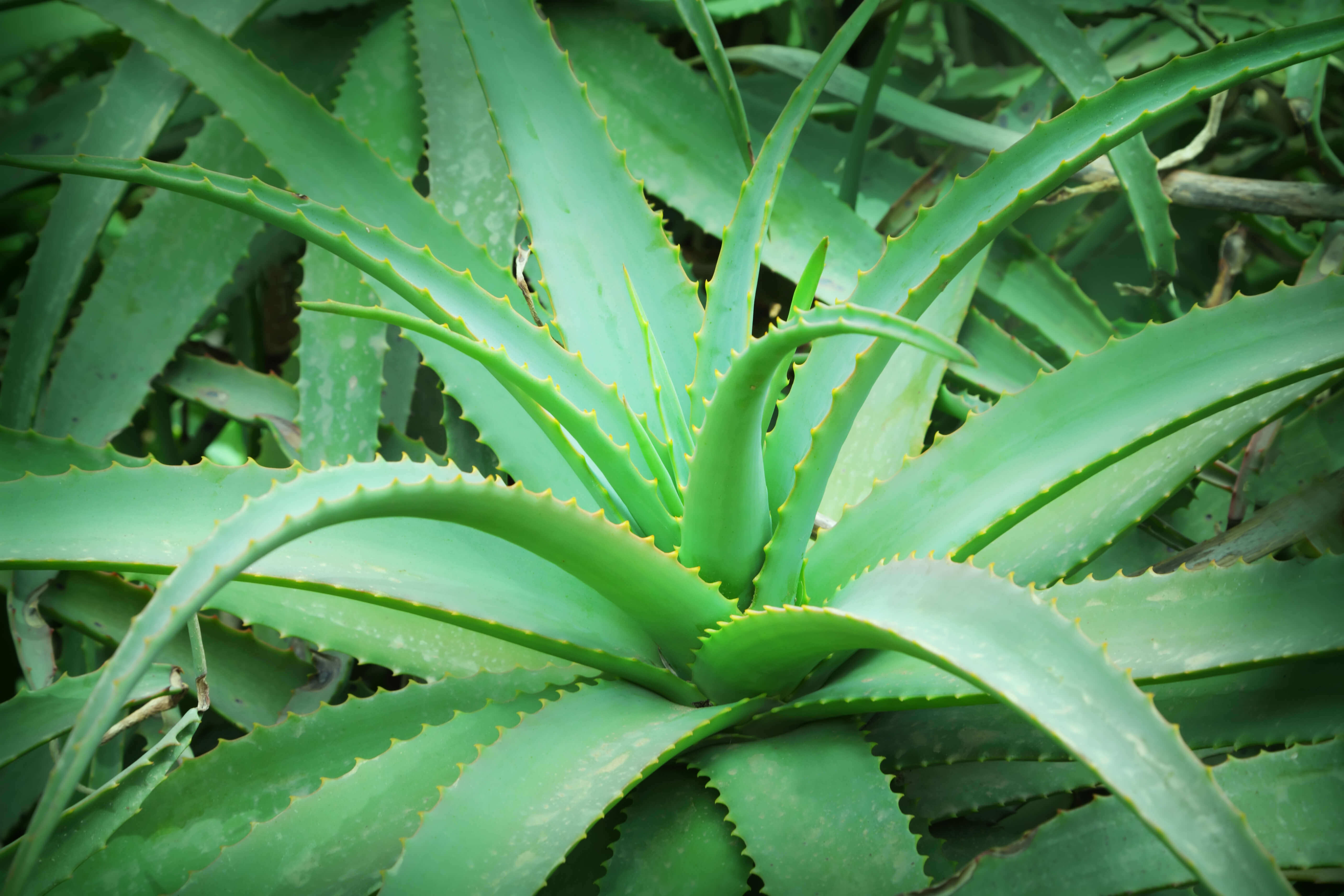 Aloe vera savila medicinal species planted tub 10gal common davesgarden