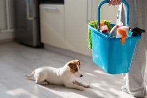 spring cleaning with pets