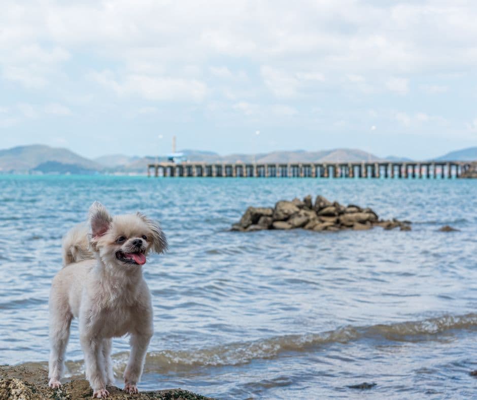 White dog smiling with crystal blue beach behind him and a pier