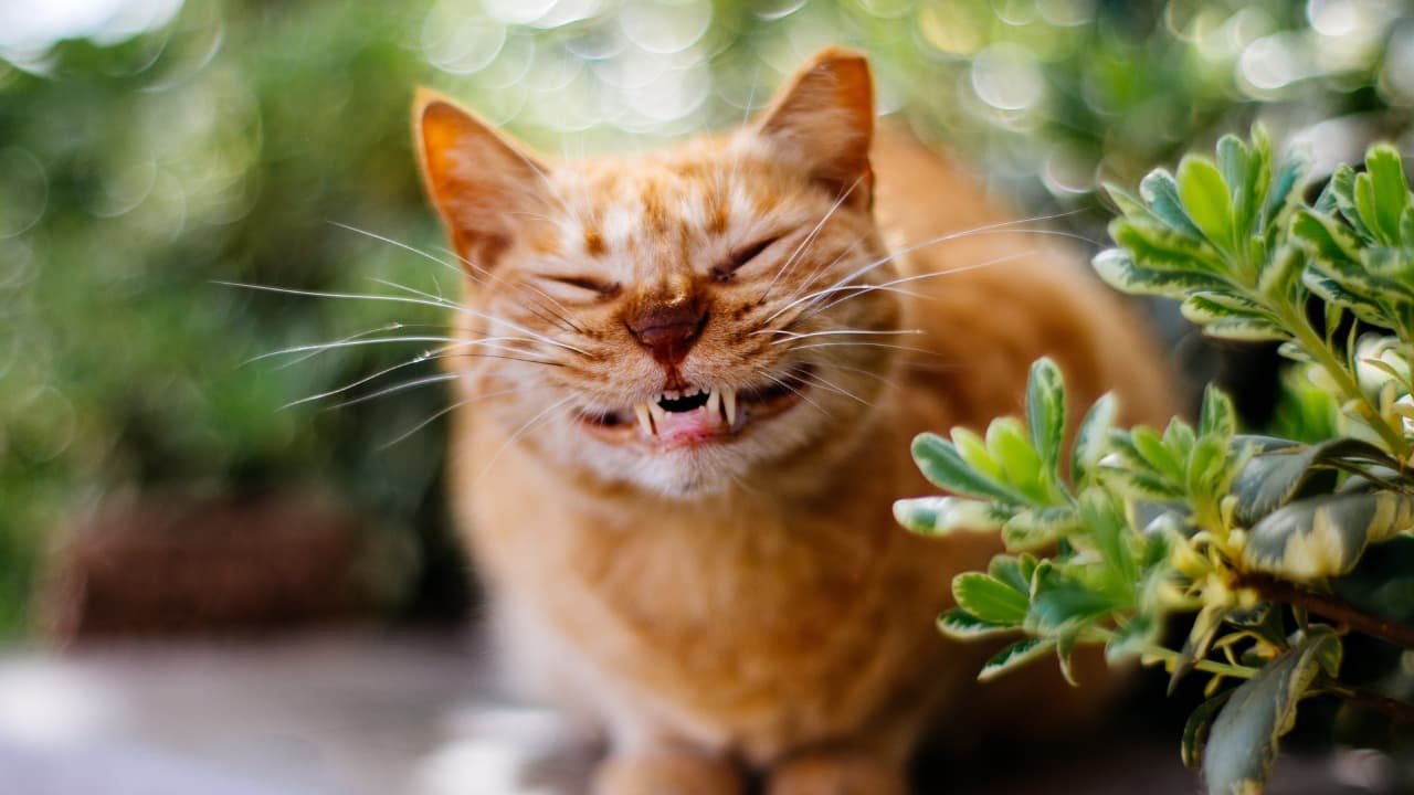 Cute, orange cat smiling at the camera