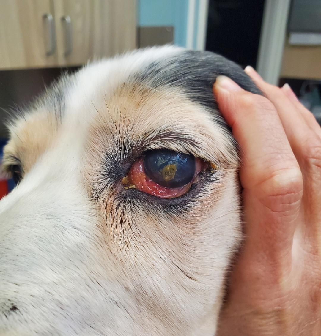 Dog with red eyes