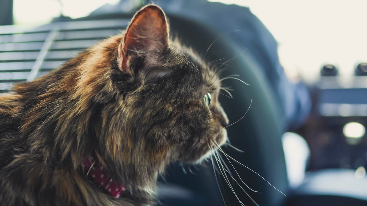 Side view of cat sitting in the back seat 