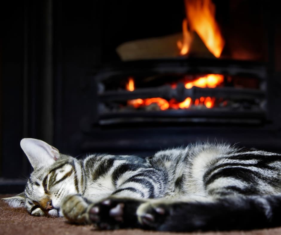 Striped cat in front of fireplace sleeping
