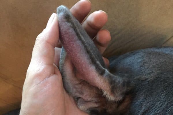 Someone holding a hematoma (dogs ear)