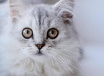 5 Common Cat Illnesses and What You Need to Know