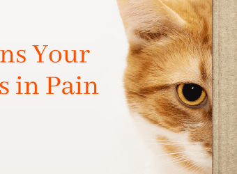 Masters of Disguise: 7 Signs Your Cat is in Pain