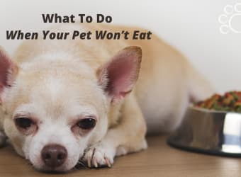 What to Do When Your Pet Won’t Eat