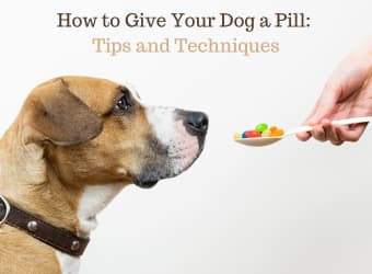 How to Give Your Dog a Pill: Tips and Techniques