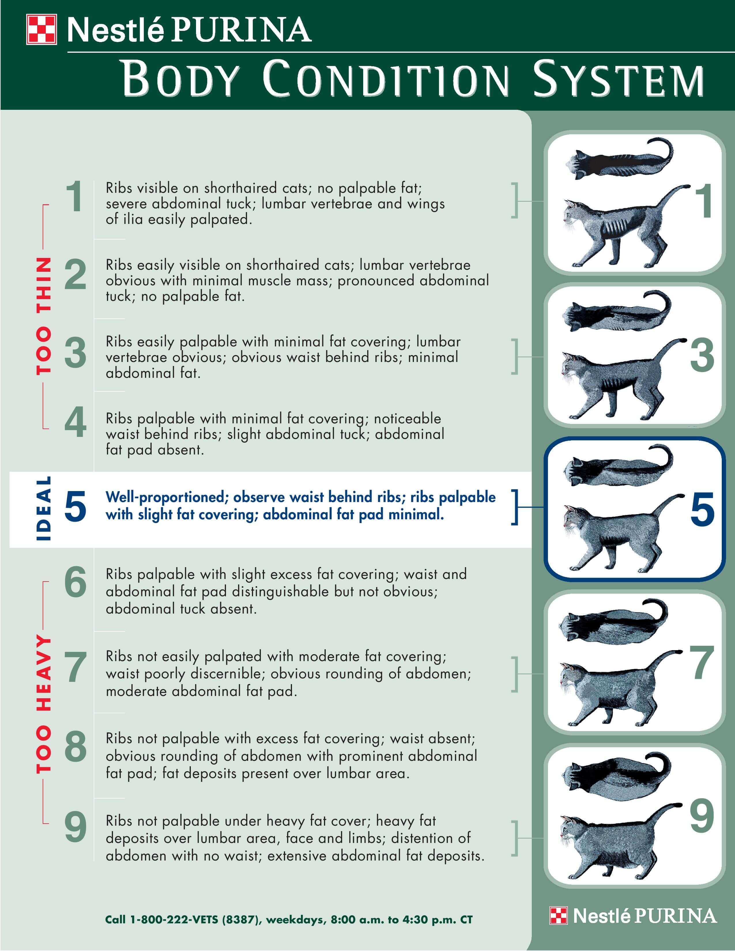 Fit Or Fat Your Pet s Body Condition Score BCS Veterinarian In 