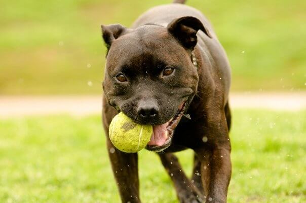 How Can the Weather Affect Your Pet?