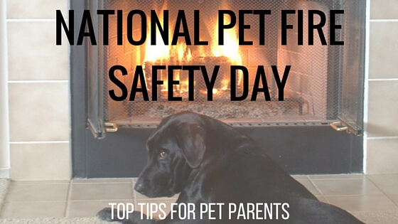 National Pet Fire Safety Day: Top tips every pet parent should know