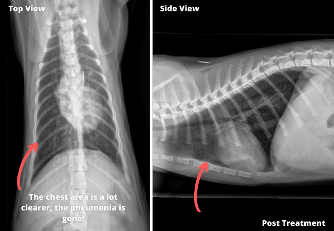 post treatment xray