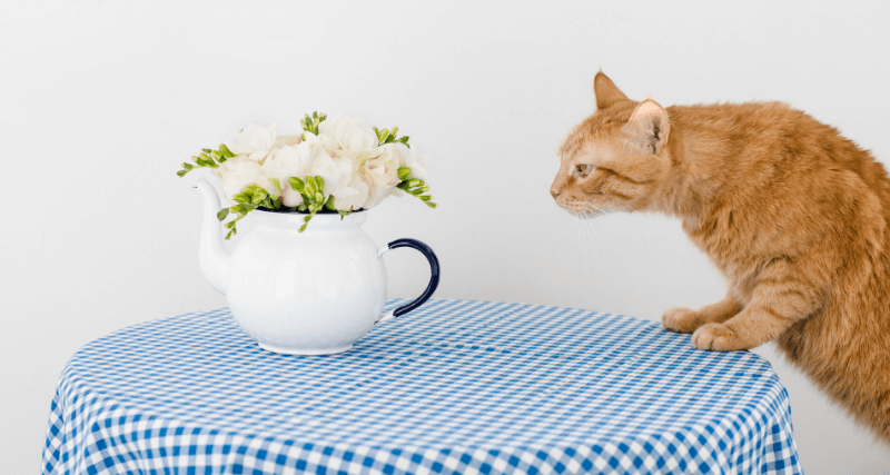 cat with flowers