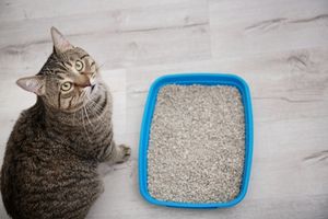 cat litter box