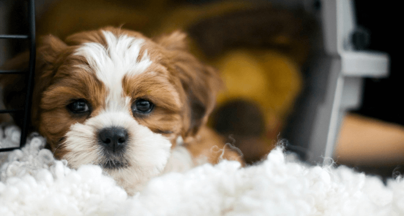 dog in crate