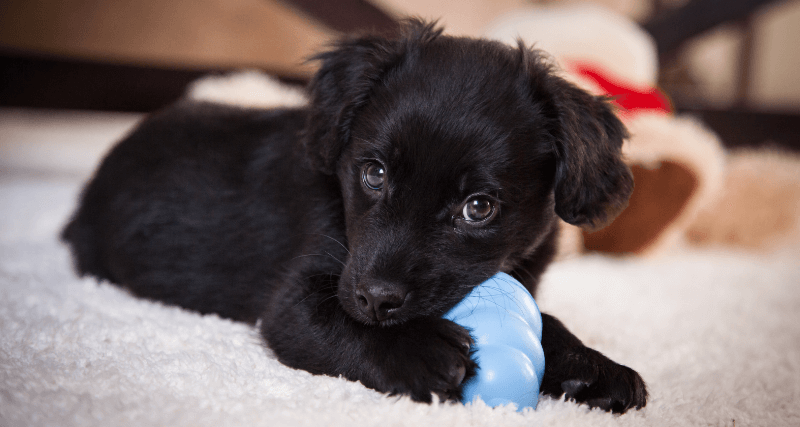 dog with kong