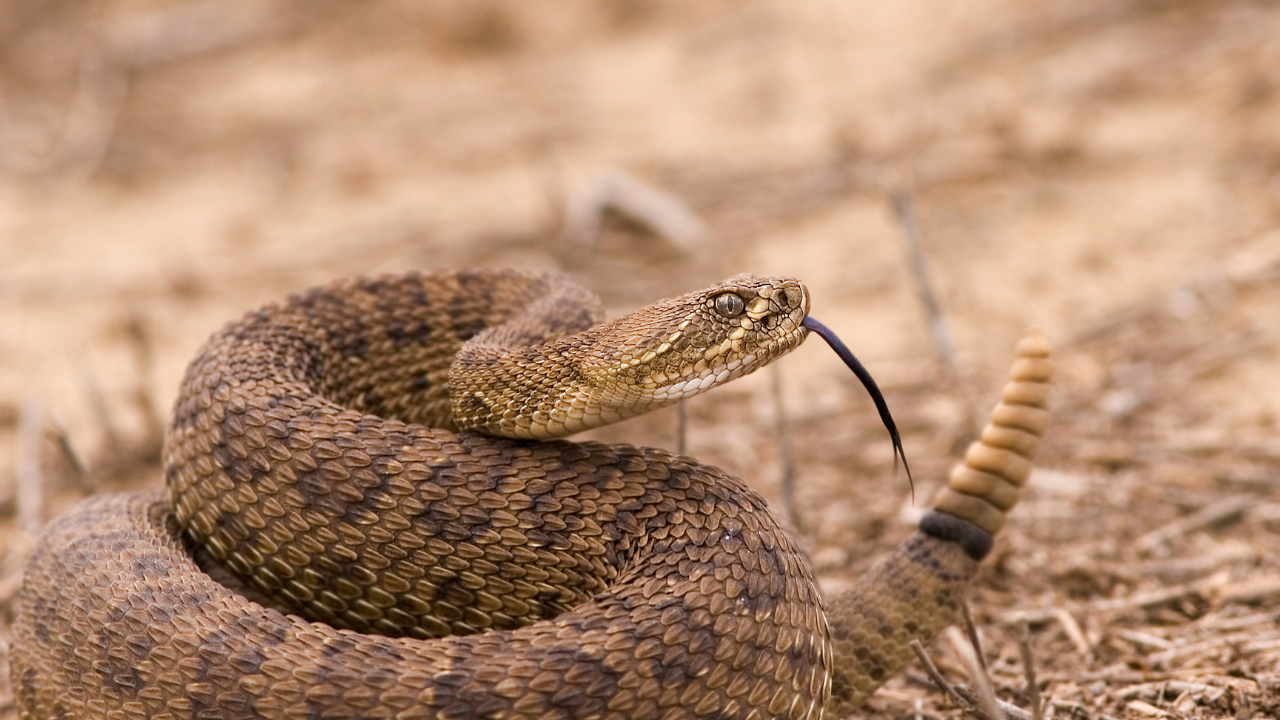 rattlesnake