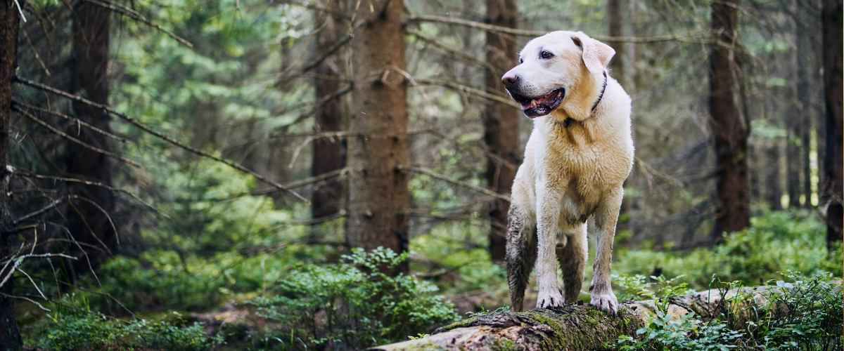 Dog in nature