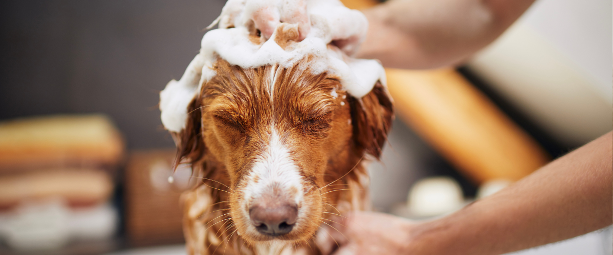 Dog bath