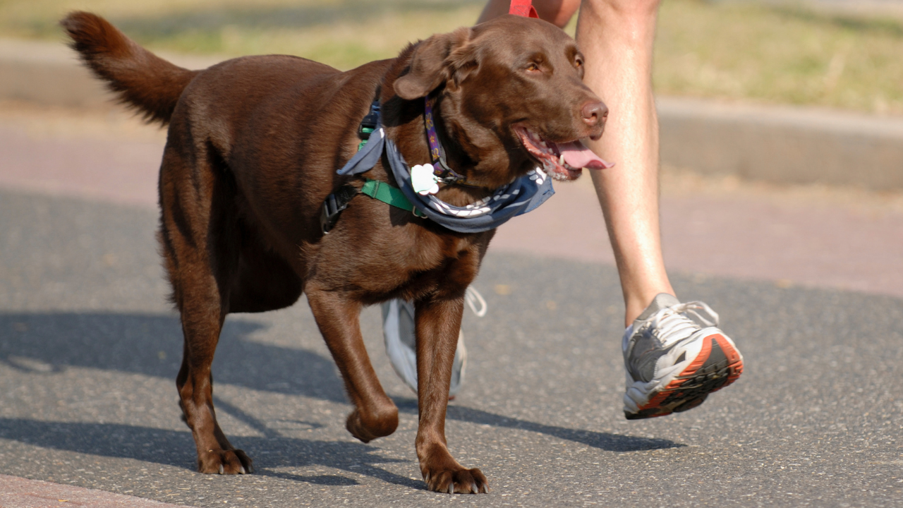 Leashed, brown dog walking on sidewalk