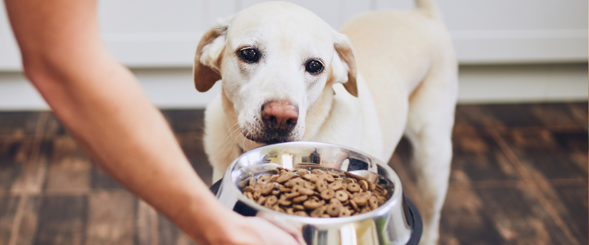 Dog with food