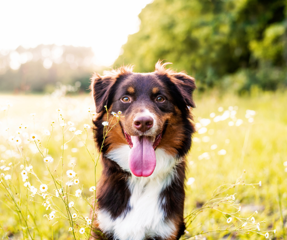 Brown Australian Shepherd smiling in a Sunny Dandelion meadow. 