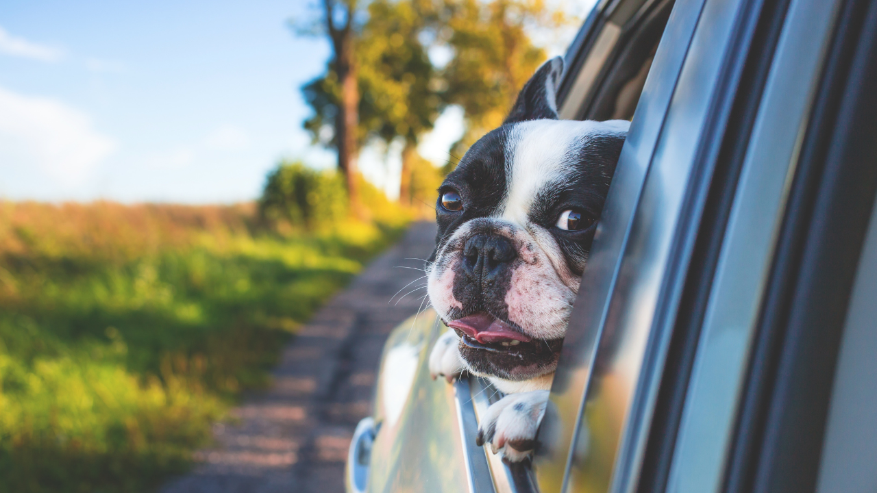 Dog sticking its head out of the window