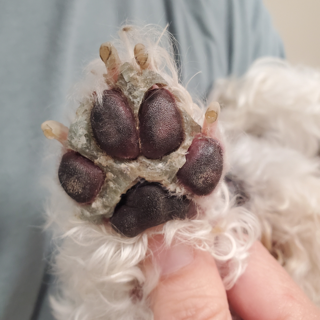 Paw with resin