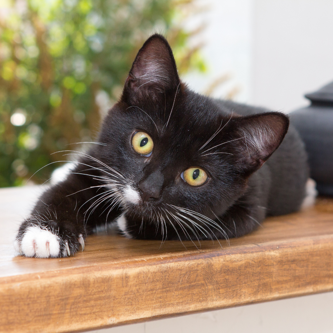 Black and white cat 