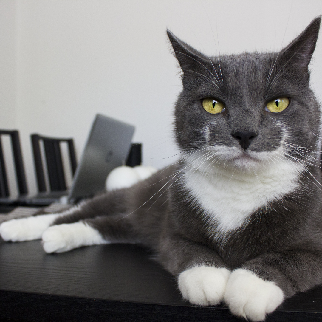 Gray and white cat looking at camera on a dining table with a laptop in the back