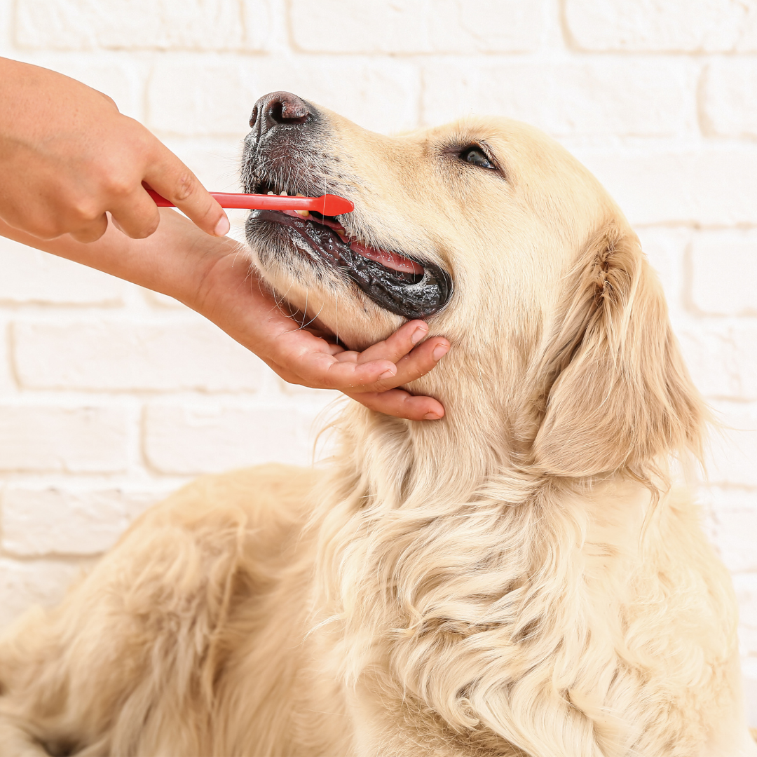 Golden Retriever getting their teeth brushed