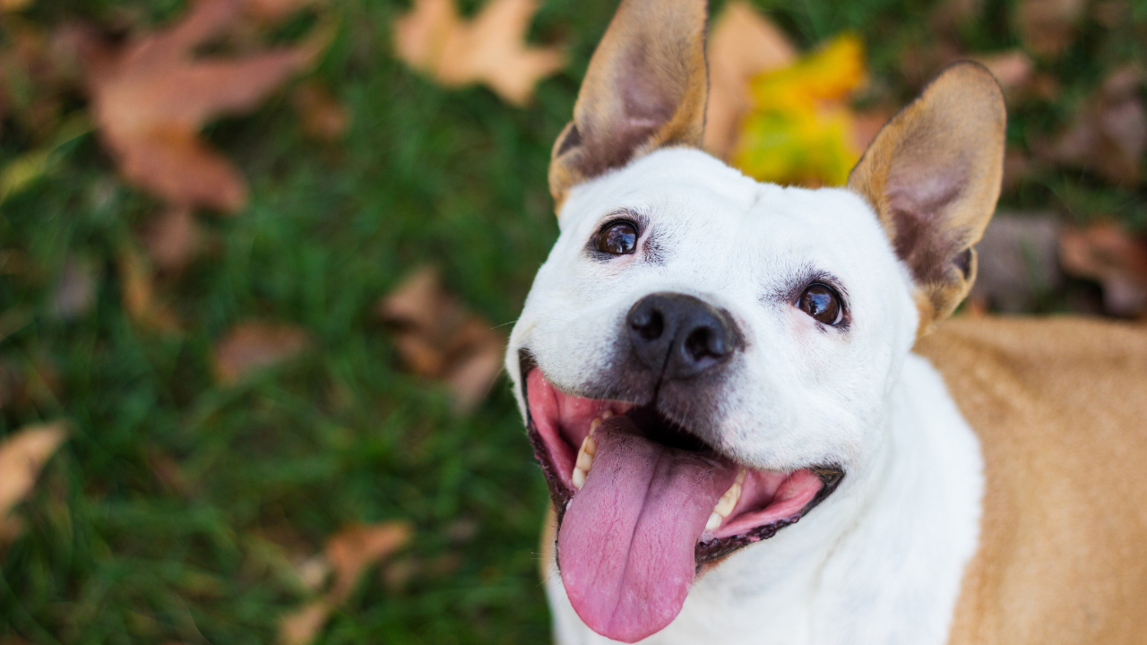 Dog sticking their tongue out with leaves in the background