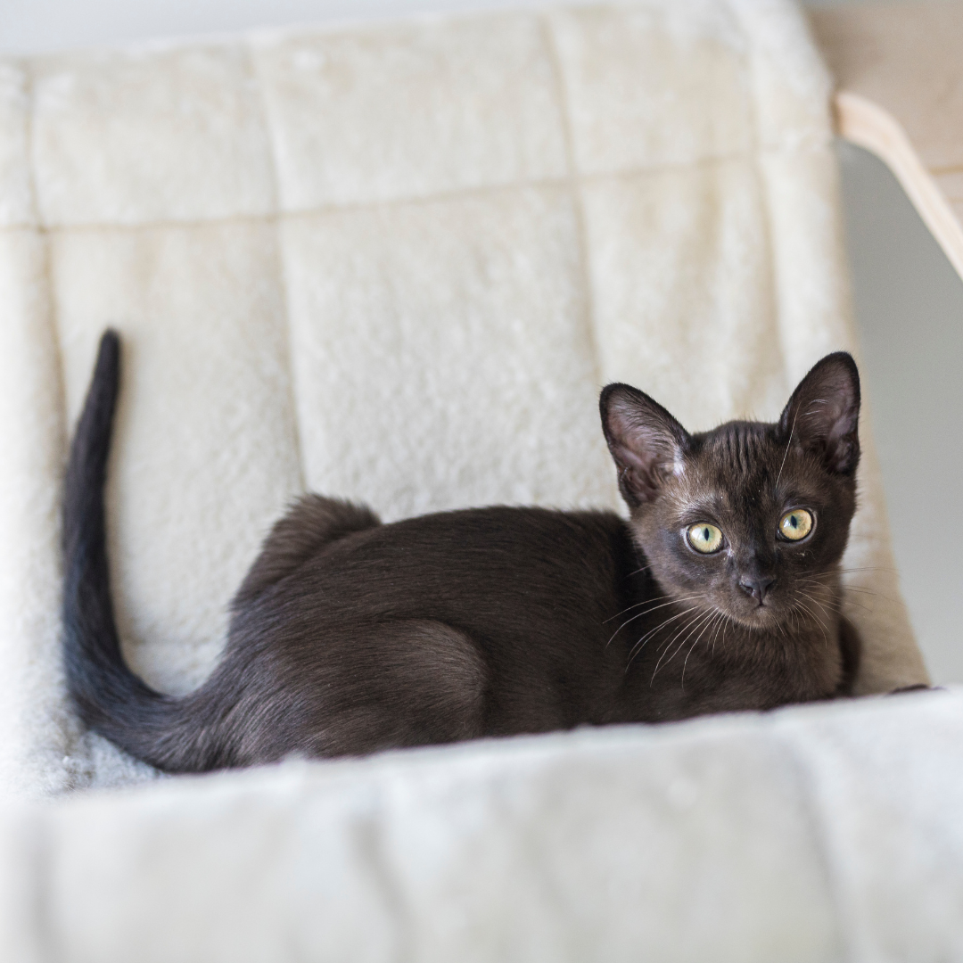 Little Kitten siting on a chair