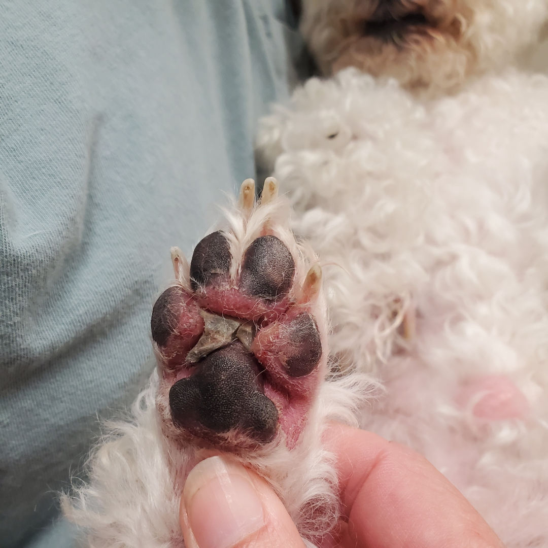 Another paw with resin