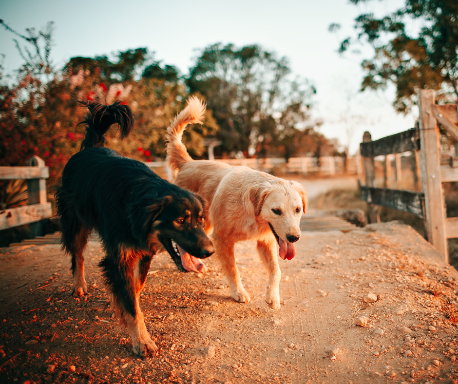 Two dogs walking