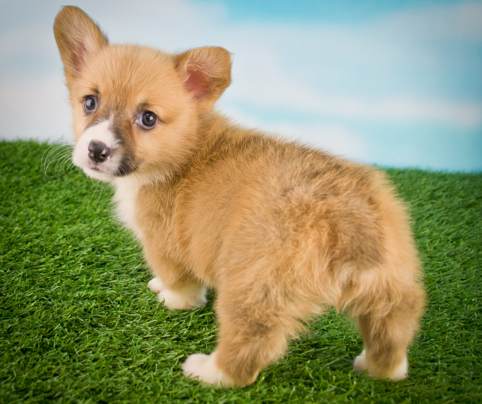 Cute dog turned towards camera