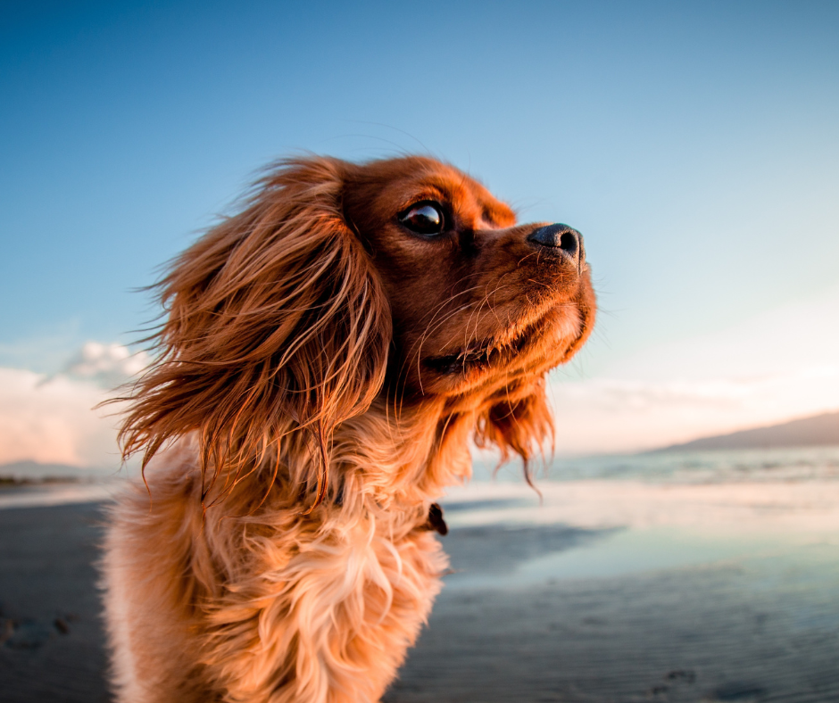 Side view of brown dog looking out at the beach