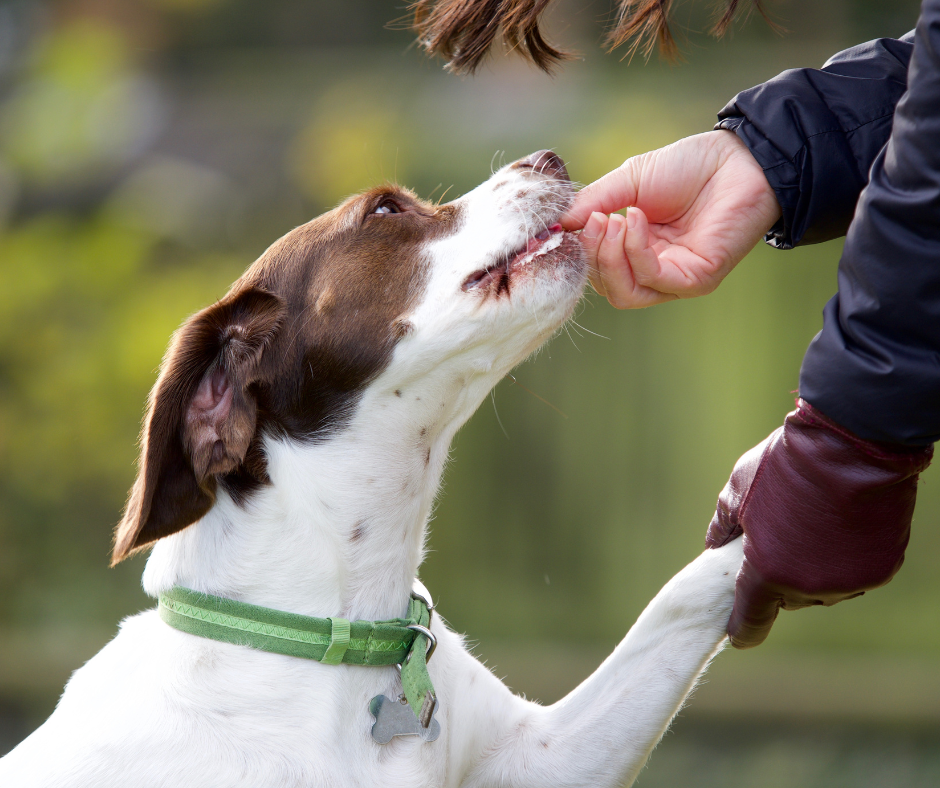 Brown and white dog being given a treat