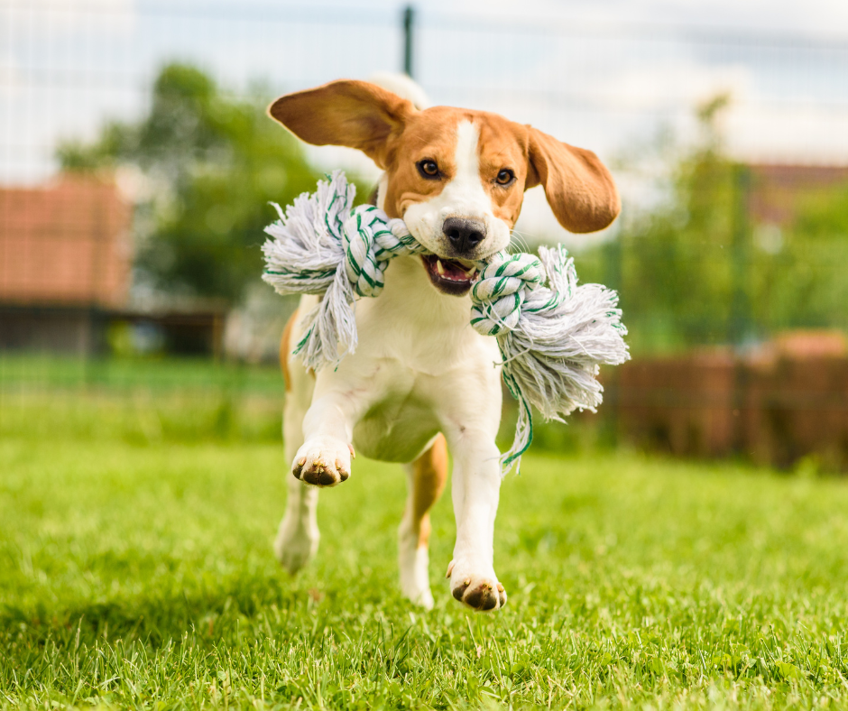 Dog running towards camera with toy in his mouth