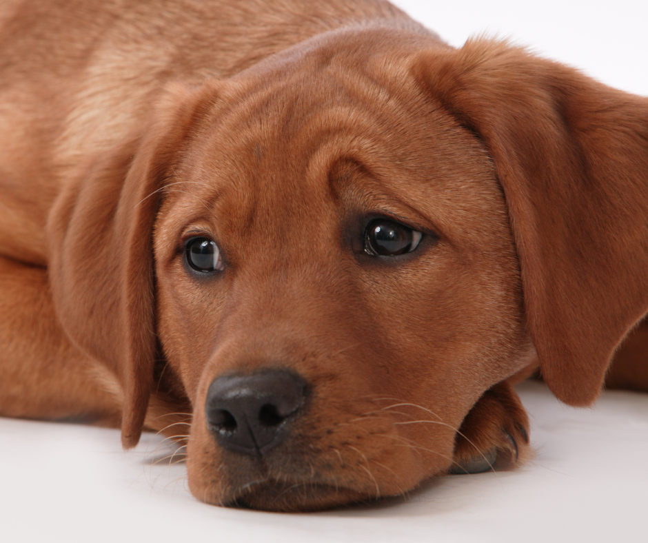 Brown dog with it's head in its paws looking sad