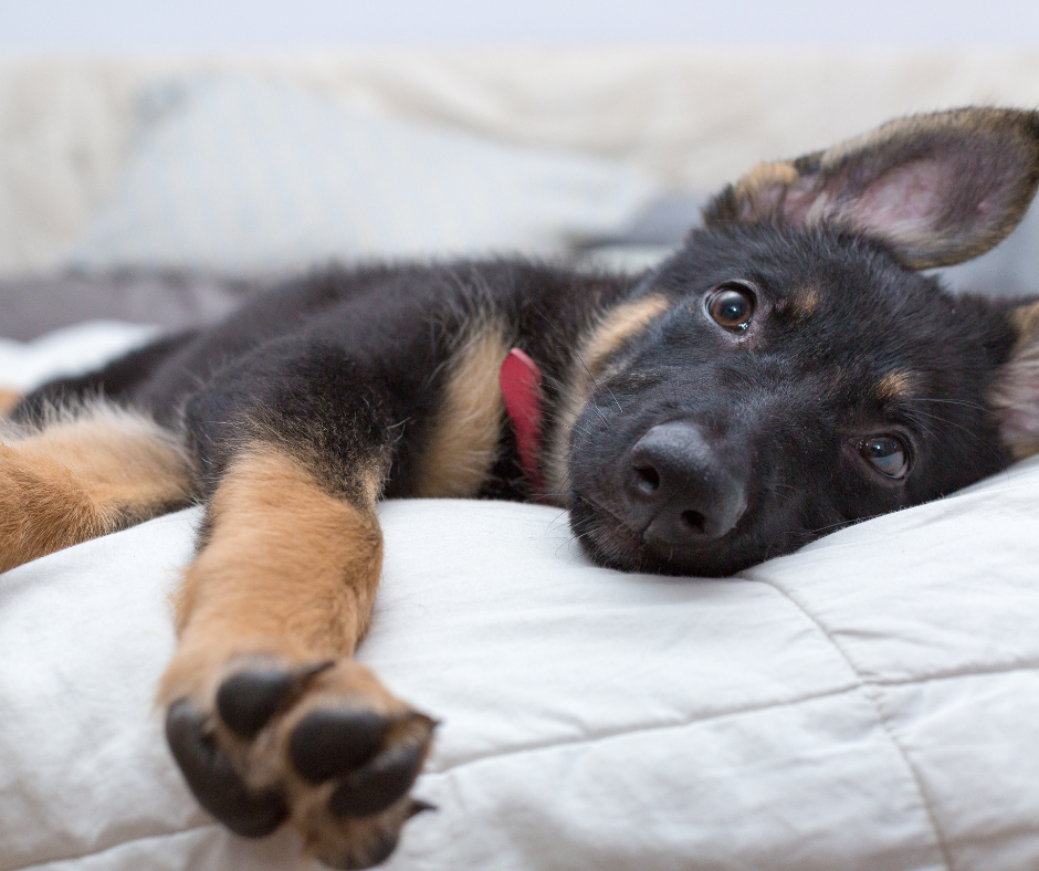 German Shepard puppy with a red collar, laying down