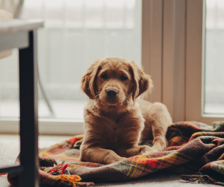 Dog sitting by the window on a blanket, looking at the camera 