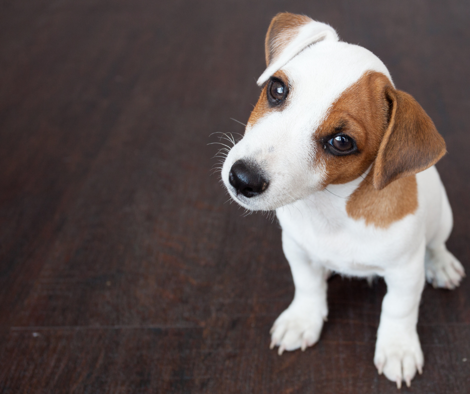 Brown and white dog with its head turned to the side; standing on brown wooden flooring