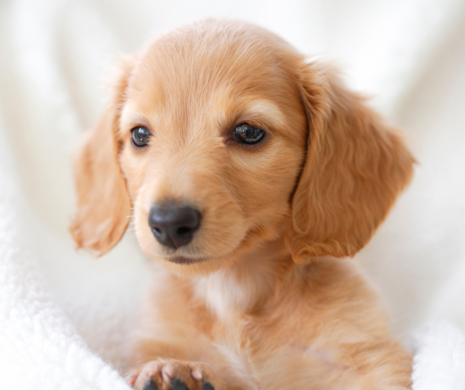 Puppy in a white blanket 