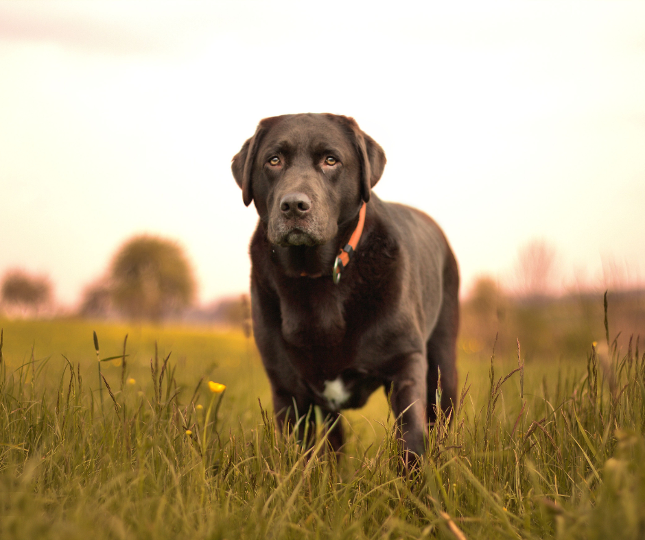 Brown dog in a prairie looking into the distance 