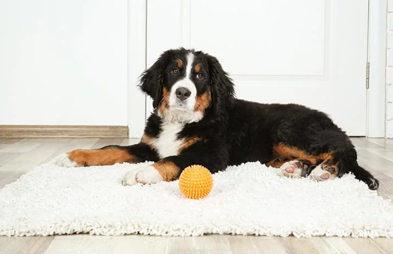 https://www.akc.org/expert-advice/home-living/creating-an-indoor-dog-playroom/