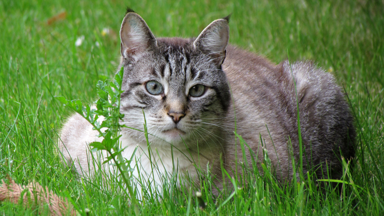 Cat in grass