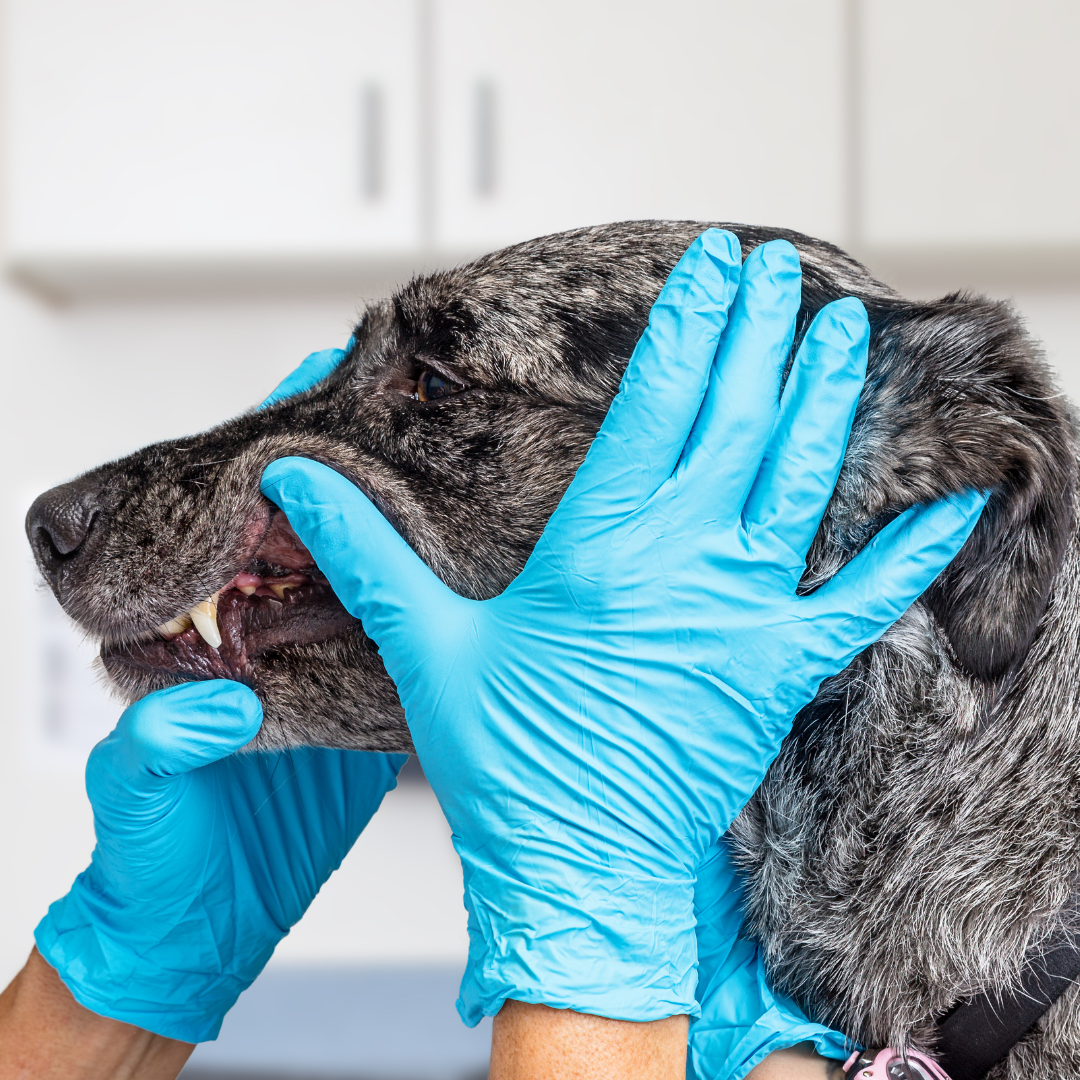 Dental Gloves and Dog