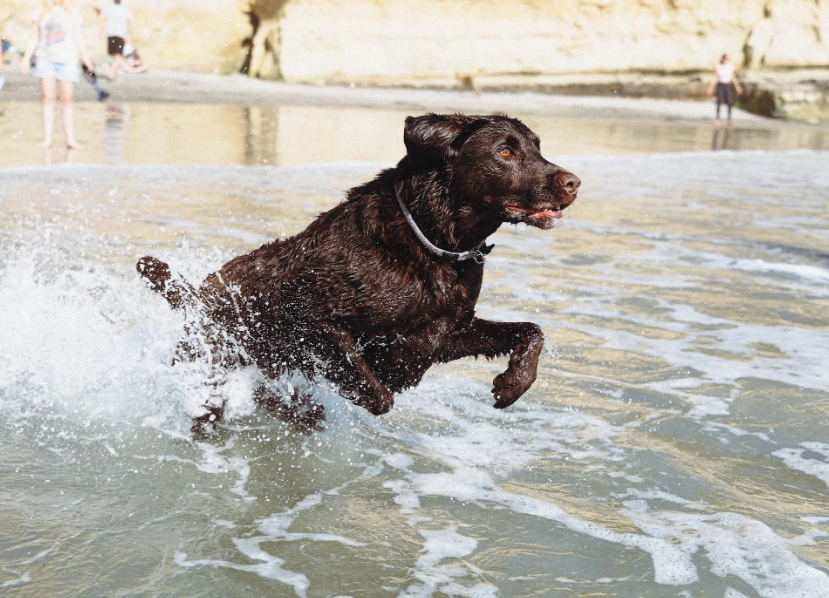 Del Mar Dog Beach