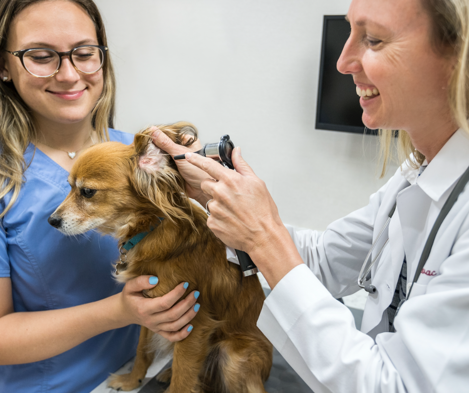 Doctor looking inside dogs ear with a smile next to smiling vet tech 